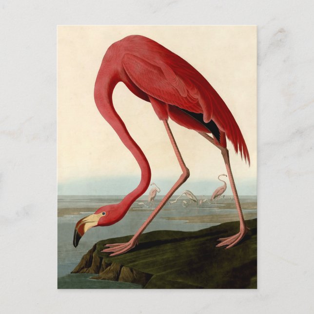 Cartão Postal Flamingo Americano de Audubon (Frente)