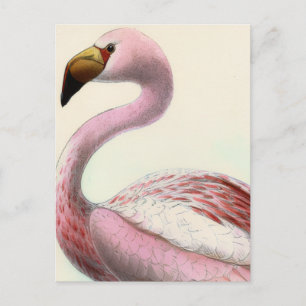 Cartão Postal Flamingo Antigo