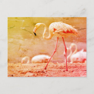Cartão Postal Flamingo caminhando no chão