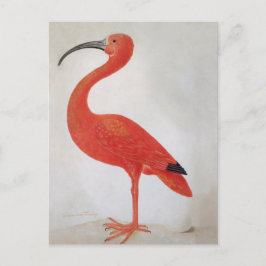 Cartão Postal Flamingo - Cartão-postal de 17º-C. Belas Artes