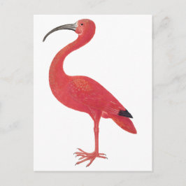 Cartão Postal Flamingo - Cartão-postal de arte