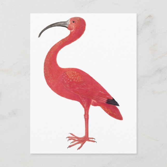 Cartão Postal Flamingo - Cartão-postal de arte (Frente)