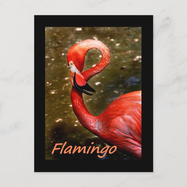 Cartão Postal Flamingo com texto rosa "flamingo" (Frente)
