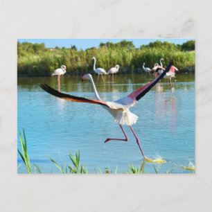 Cartão Postal Flamingo correndo sobre a água em Camargue