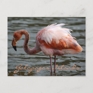 Cartão Postal Flamingo das Ilhas Galápagos