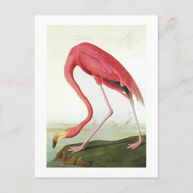 Cartão Postal Flamingo de Audubon (Frente)