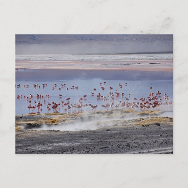 Cartão Postal Flamingo-de-James, Phoenicoparrus jamesi (Frente)