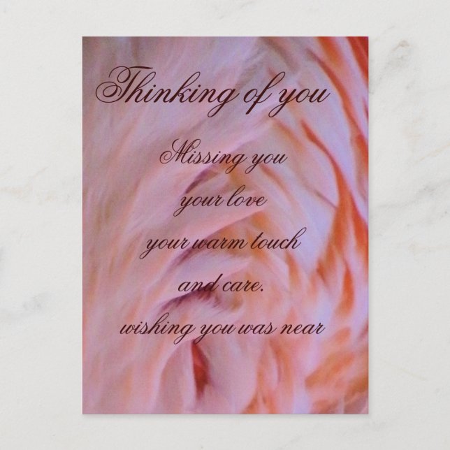 Cartão Postal Flamingo de penas (Frente)