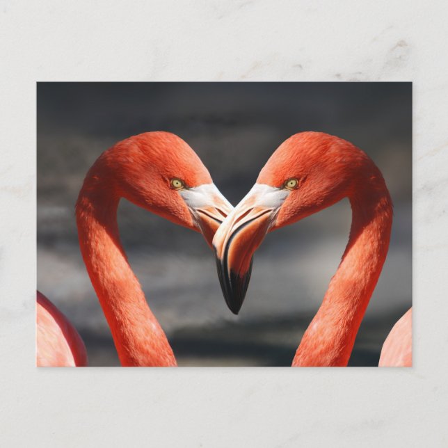 Cartão Postal Flamingo do Dia dos Namorados (Frente)