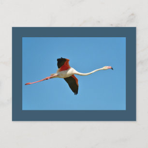 Cartão Postal Flamingo em voo