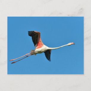Cartão Postal Flamingo em voo