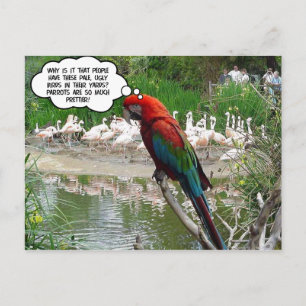 Cartão Postal Flamingo Envy