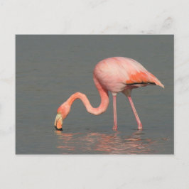 Cartão Postal Flamingo greeting card