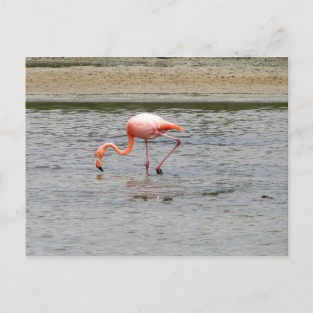 Cartão Postal Flamingo, Isla Seymour, Galápagos (Frente)