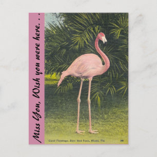 Cartão Postal Flamingo, Miami, Flórida