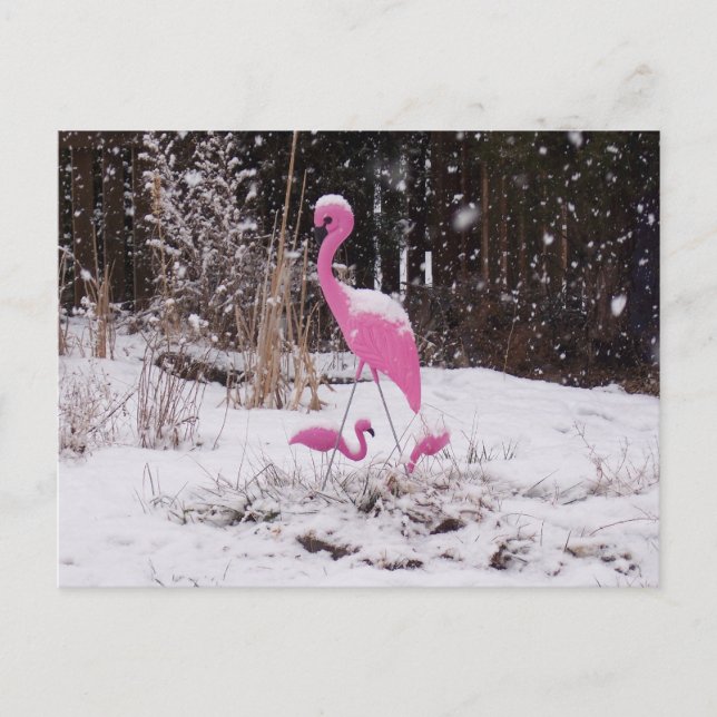 Cartão Postal Flamingo na neve (Frente)
