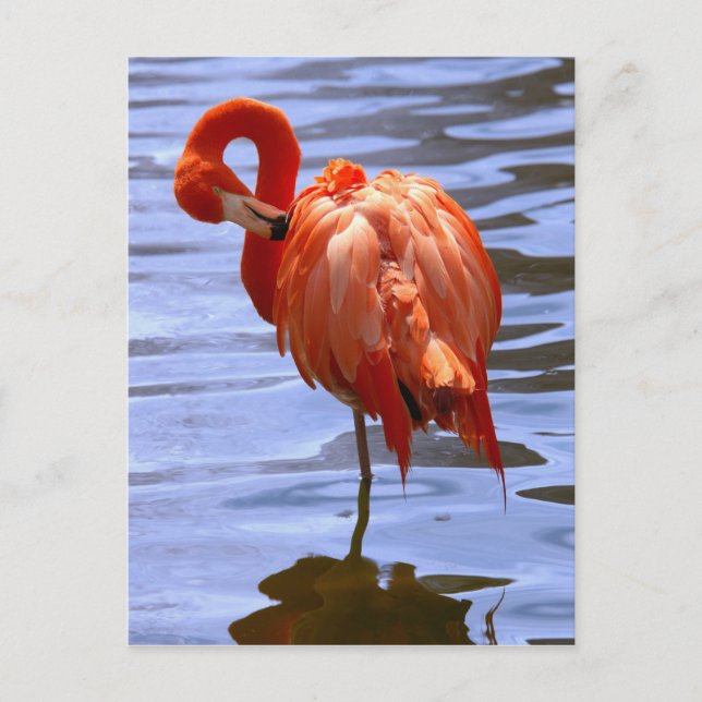 Cartão Postal Flamingo numa perna na água (Frente)