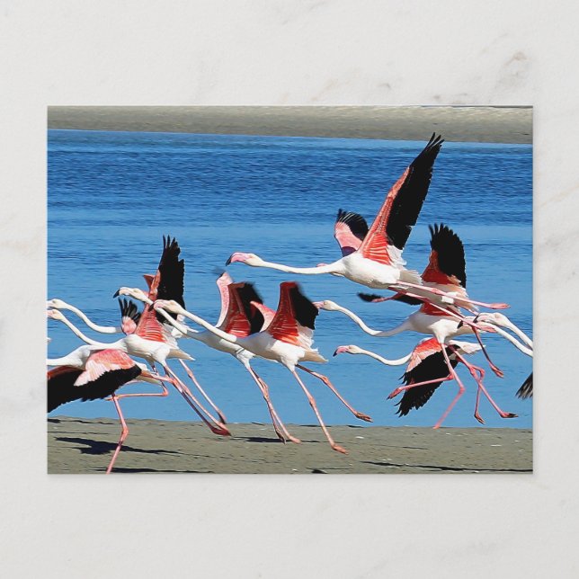 Cartão Postal Flamingo Pink Flight Wildlife Photo (Frente)