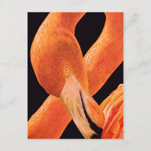Cartão Postal Flamingo Portrait