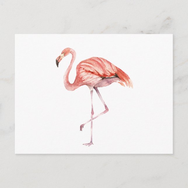 Cartão Postal Flamingo Rosa (Frente)