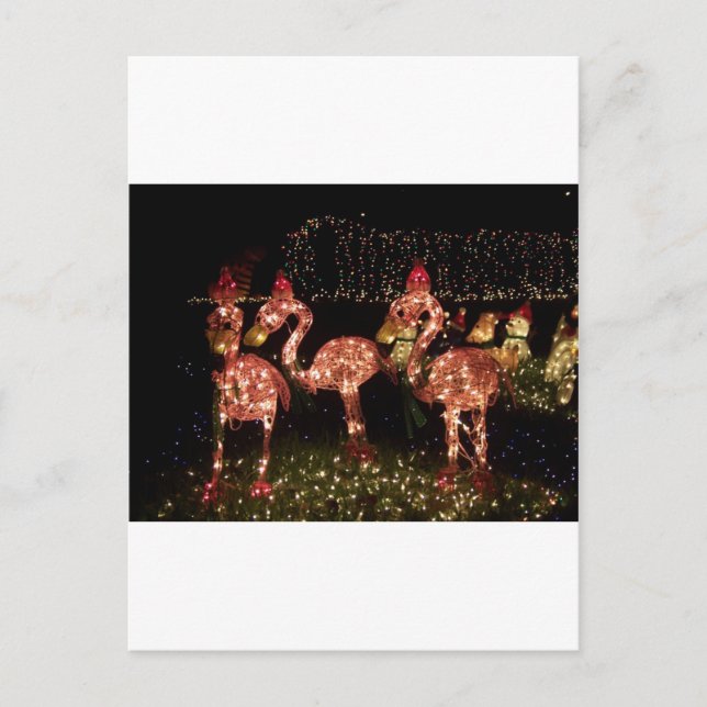 Cartão Postal Flamingo rosa (Frente)