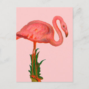 Cartão Postal Flamingo Rosa