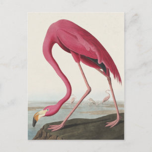 Cartão Postal Flamingo rosa das aves da América