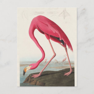 Cartão Postal Flamingo Rosa de Birds of America (1827) 
