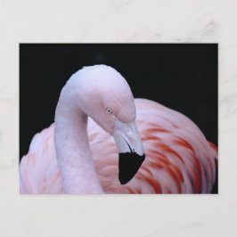Cartão Postal Flamingo Rosa Tropical Bonito