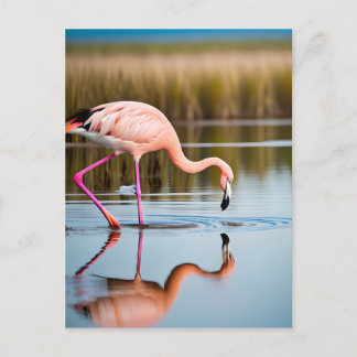 Cartão Postal Flamingo Rosa Vendo Sua Reflexão na Água