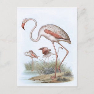 Cartão Postal Flamingo Vintage Bird Ilustração