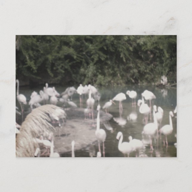 Cartão Postal Flamingoes em Leisure (Frente)