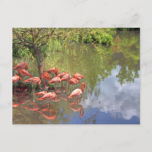 Cartão Postal Flamingos (Frente)