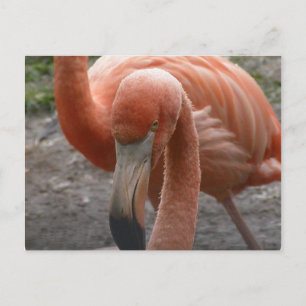 Cartão postal Flamingos