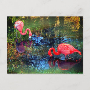 Cartão Postal Flamingos