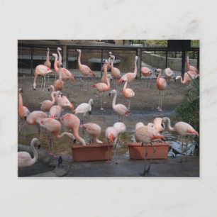 Cartão Postal Flamingos