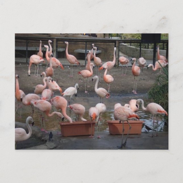 Cartão Postal Flamingos (Frente)