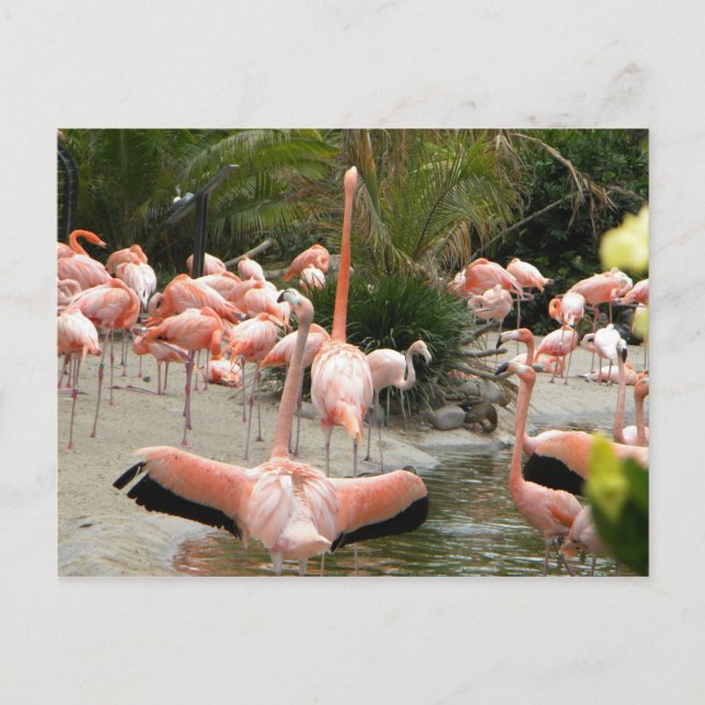 Cartão Postal Flamingos (Frente)