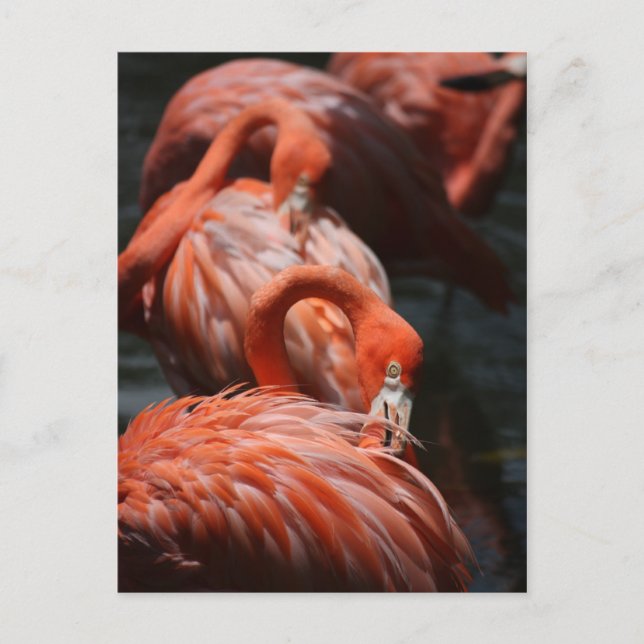 Cartão Postal Flamingos (Frente)