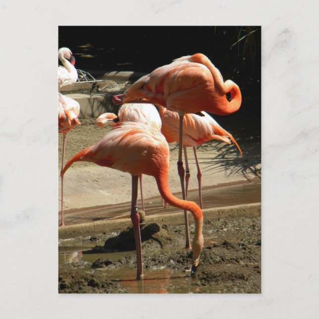 Cartão Postal Flamingos 2 (Frente)