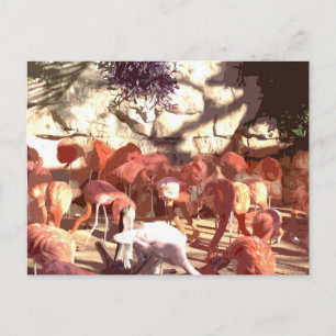Cartão Postal Flamingos - Agora é rosa! (Corte de Cartoon)