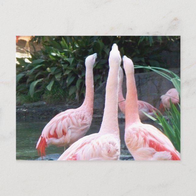 Cartão Postal Flamingos Cantores (Frente)