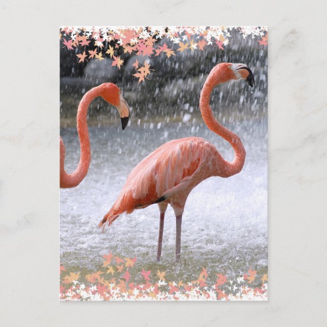 Cartão Postal Flamingos e cascata (Frente)