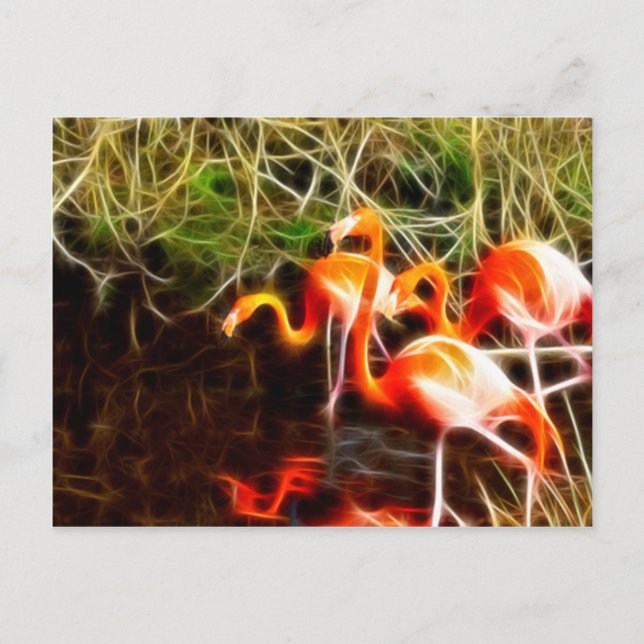Cartão Postal Flamingos Eletrificados (Frente)