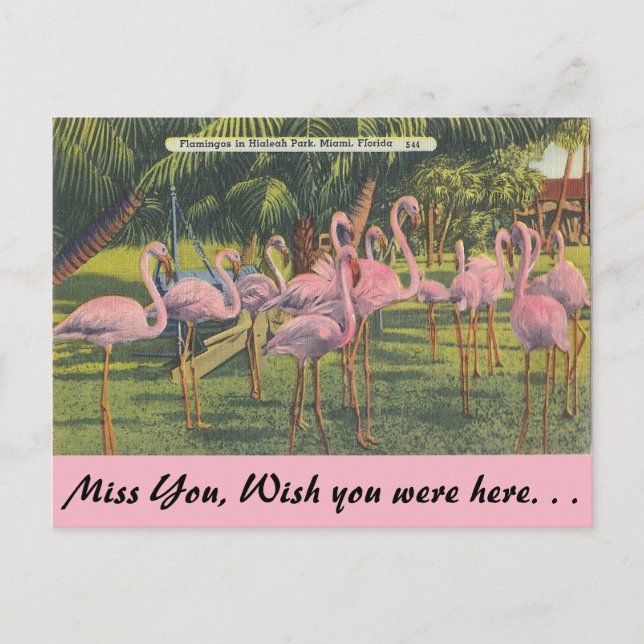 Cartão Postal Flamingos em Miami, Flórida (Frente)