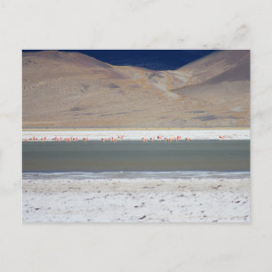 Cartão Postal Flamingos em Salar del Huasco, Chile