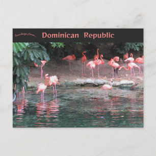 Cartão Postal Flamingos em Santo Domingo República Dominicana