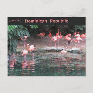 Cartão Postal Flamingos em Santo Domingo República Dominicana 