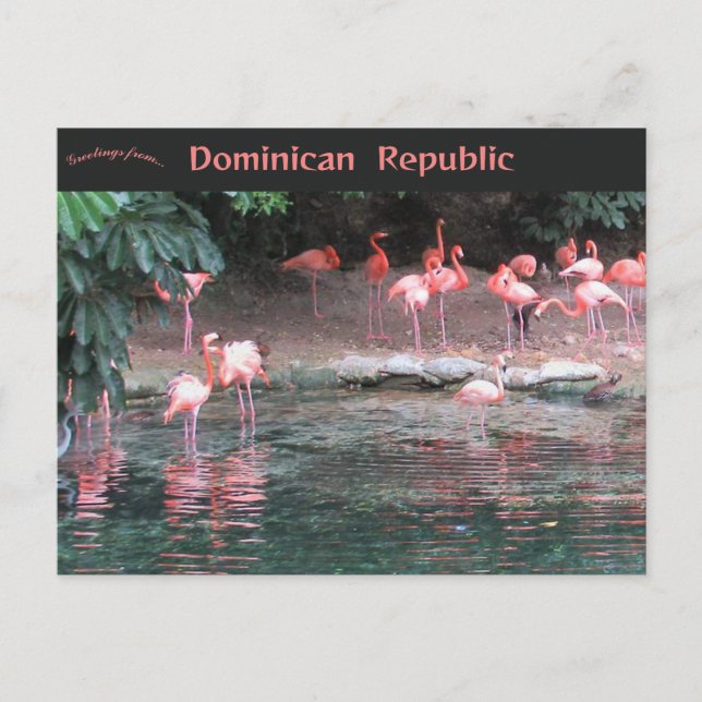 Cartão Postal Flamingos em Santo Domingo República Dominicana  (Frente)