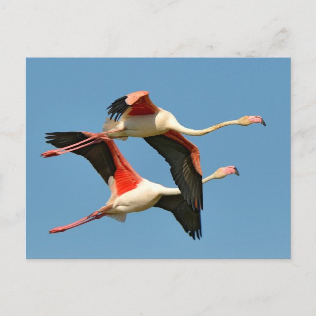 Cartão Postal Flamingos em voo (Frente)